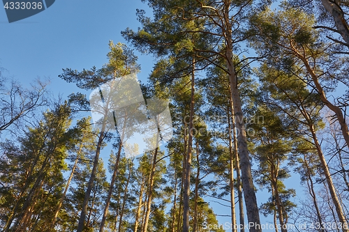 Image of Tall pine trees