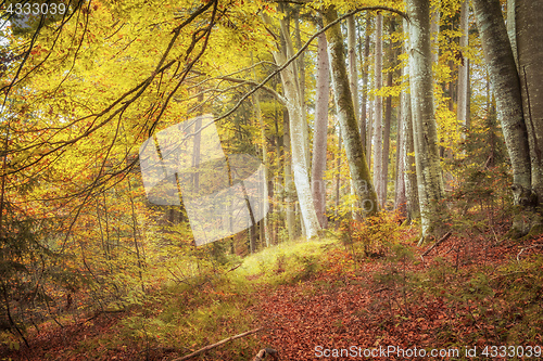 Image of beautiful forest in autumn