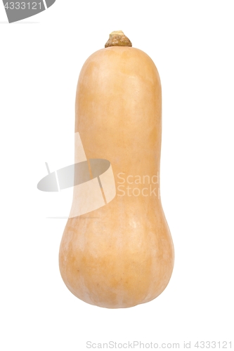 Image of Butternut squash on white