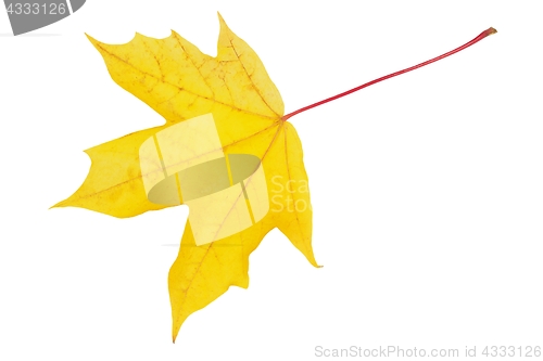 Image of Autumn leaf on white