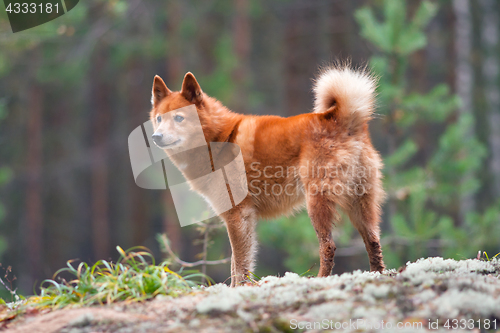 Image of finnish spitz on the blurred background