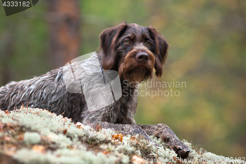 Image of german wirehaired pointer on blurred background