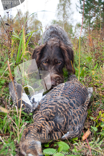 Image of hunting dog finding the wildfowl