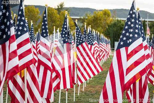 Image of Field of Veterans Day American Flags Waving in the Breeze.