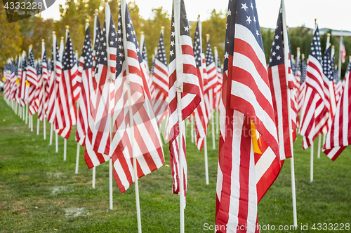 Image of Field of Veterans Day American Flags Waving in the Breeze.