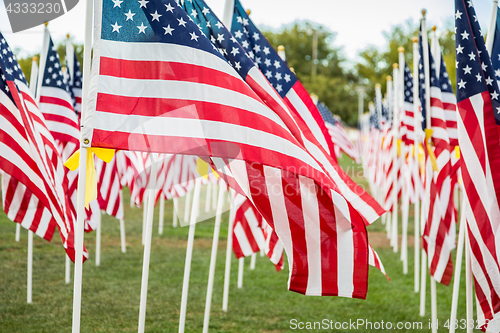 Image of Field of Veterans Day American Flags Waving in the Breeze.