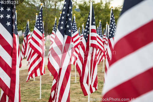 Image of Field of Veterans Day American Flags Waving in the Breeze.