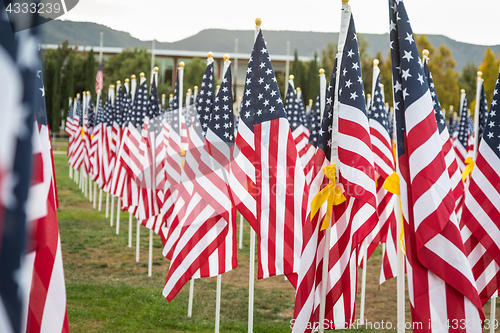 Image of Field of Veterans Day American Flags Waving in the Breeze.