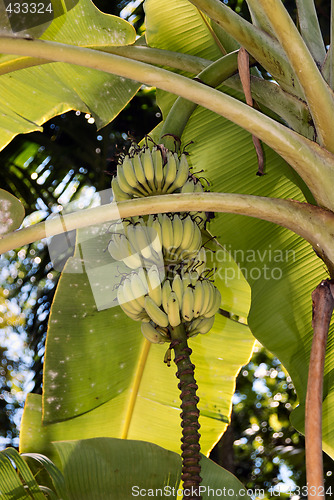 Image of Banana tree