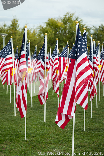 Image of Field of Veterans Day American Flags Waving in the Breeze.