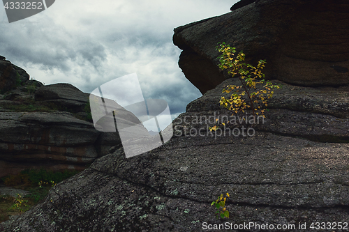 Image of Tree on the rocks