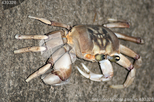 Image of Crab in Zanzibar, Tanzania