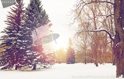 Image of winter forest or park with fir trees and snow