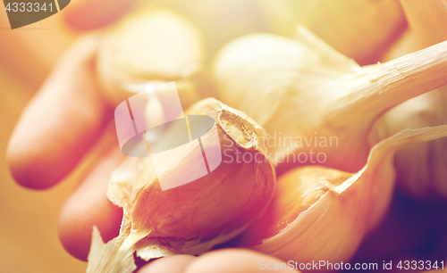 Image of close up of woman hands holding garlic