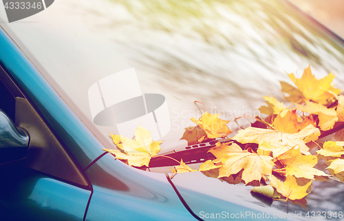 Image of close up of car wiper with autumn leaves