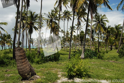 Image of Zanzibar forest