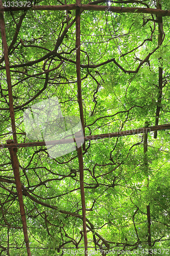 Image of Overhead Green Vines