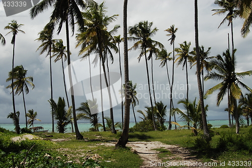 Image of Zanzibar forest