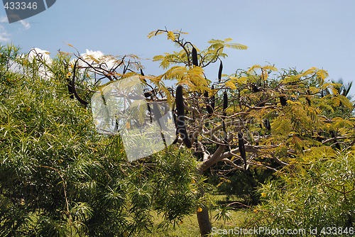 Image of Zanzibar forest