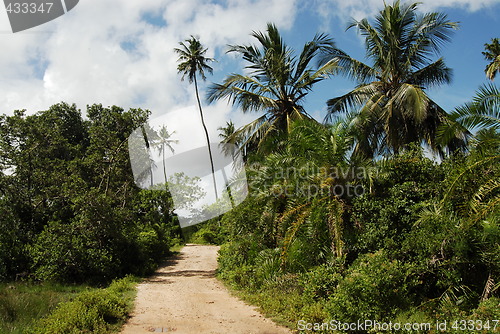 Image of Zanzibar forest