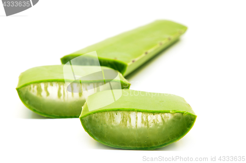 Image of Aloe vera fresh leaf isolated