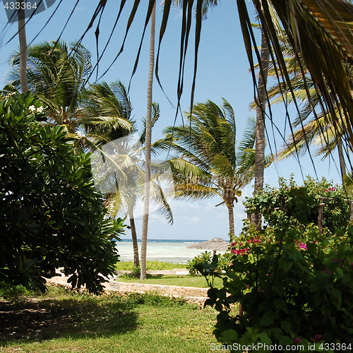 Image of Zanzibar beach vegetation