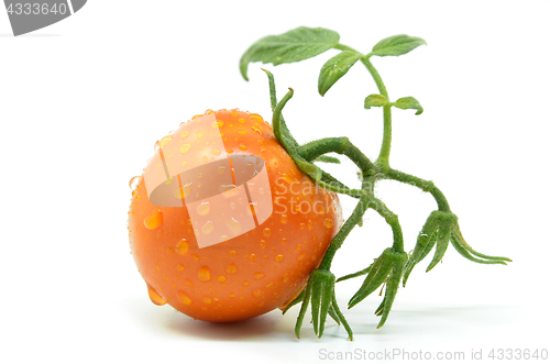 Image of Fresh tomato with water drops