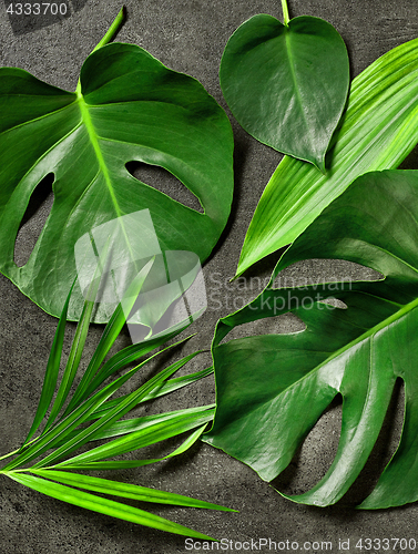 Image of various tropical leaves