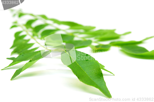 Image of Bunch of curry leaves