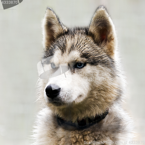 Image of The head of a dog (Husky)