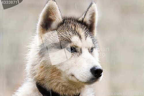 Image of The head of a dog (Husky)