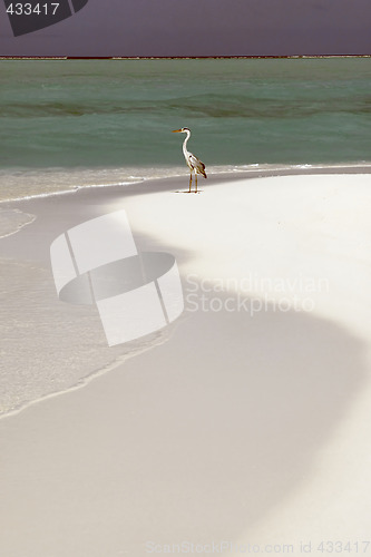 Image of Seagull on a Maldivian island beach