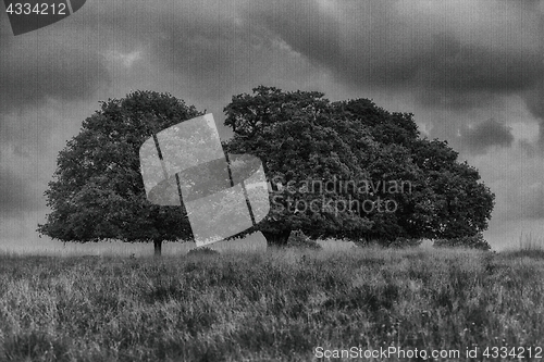 Image of Richmond Park, London