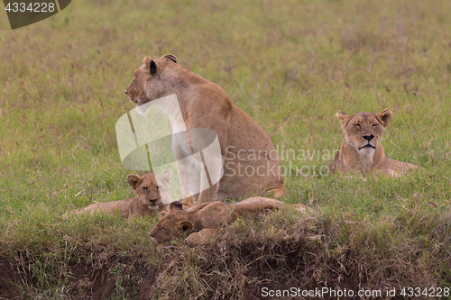 Image of Lioness with her cubs in in Ngorongoro crater consrvation area, Tanzania, Africa.