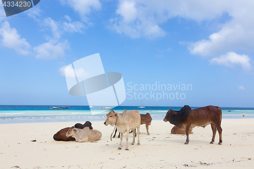 Image of African cows are resting on Nungwi beach, Zanzibar, Tanzaia, Africa.