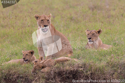 Image of Lioness with her cubs in in Ngorongoro crater consrvation area, Tanzania, Africa.