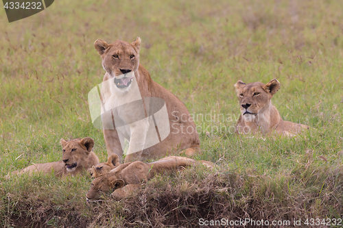 Image of Lioness with her cubs in in Ngorongoro crater consrvation area, Tanzania, Africa.