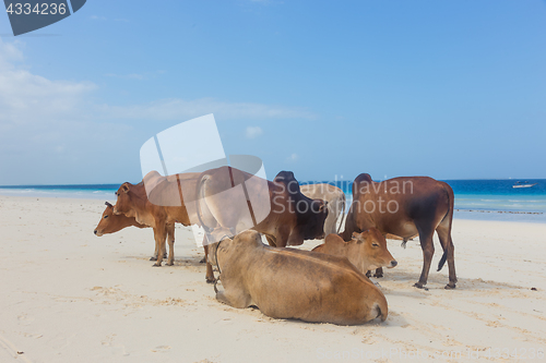 Image of African cows are resting on Nungwi beach, Zanzibar, Tanzaia, Africa.