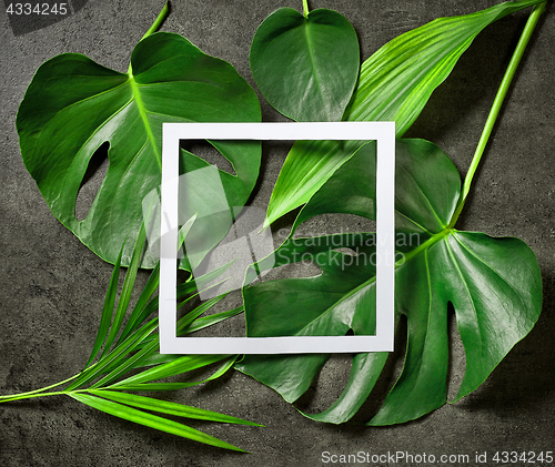 Image of various tropical leaves and white paper frame