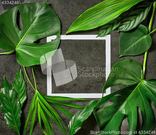 Image of various tropical leaves and white paper frame