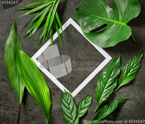 Image of various tropical leaves and white paper frame