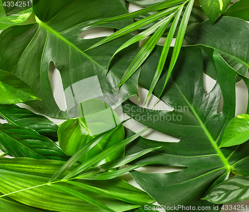 Image of Various tropical leaves