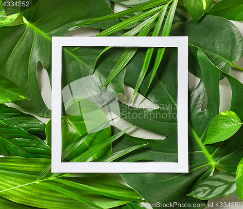 Image of Various tropical leaves and white paper frame