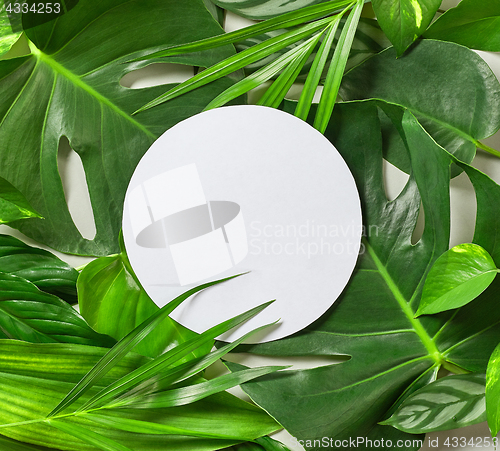 Image of Various tropical leaves and white paper frame