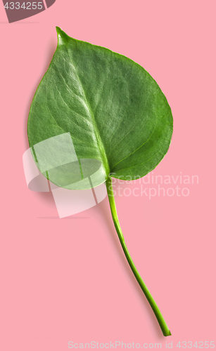 Image of leaf of monstera plant