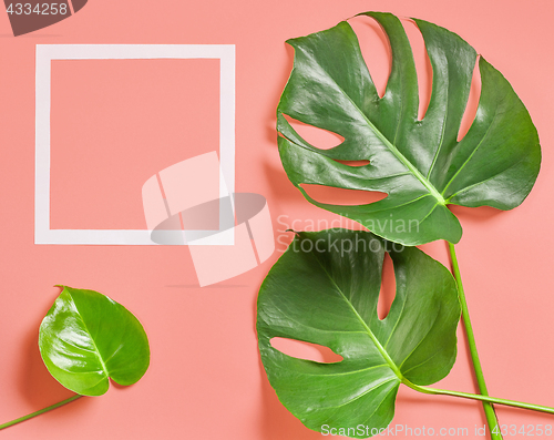 Image of Tropical leaves of monstera plant