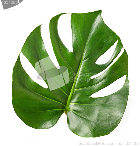 Image of Tropical leaf of Monstera plant