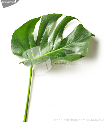 Image of Tropical leaf of Monstera plant