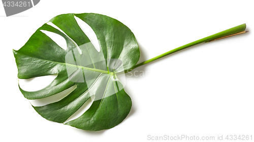 Image of leaf of monstera plant