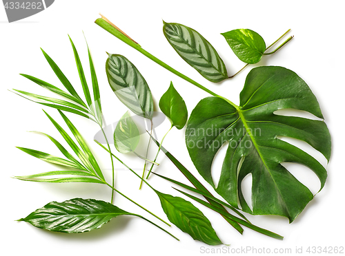 Image of various tropical leaves